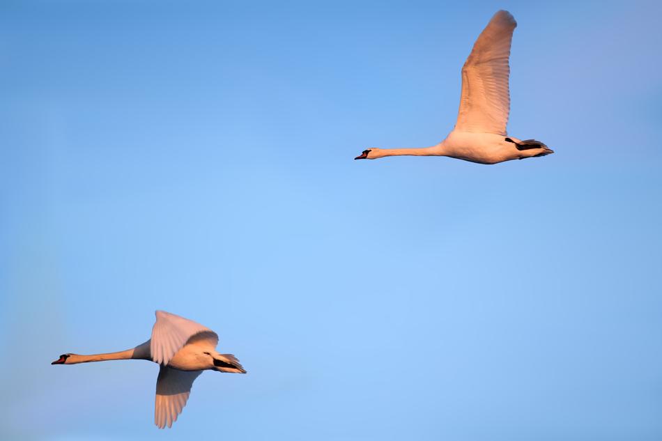 birds in the blue sky fly