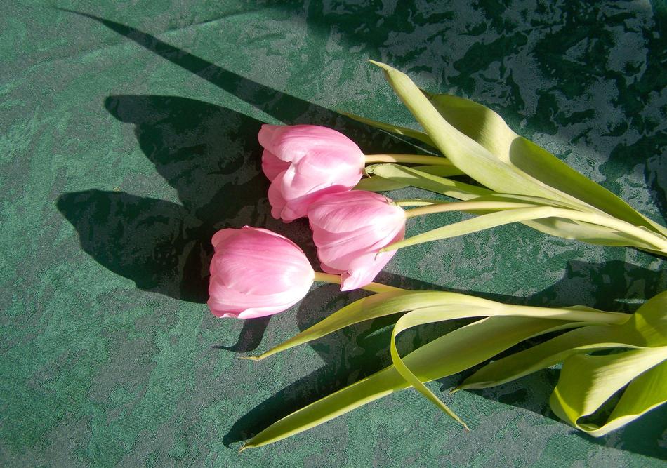 Tulip Pink Flower Cut