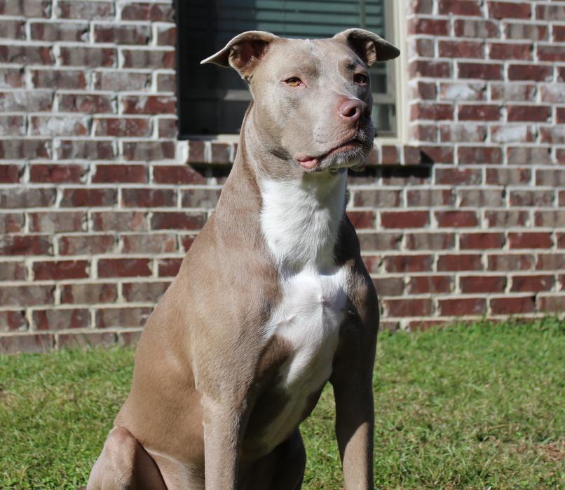 Dogs Pit Bull Domestic