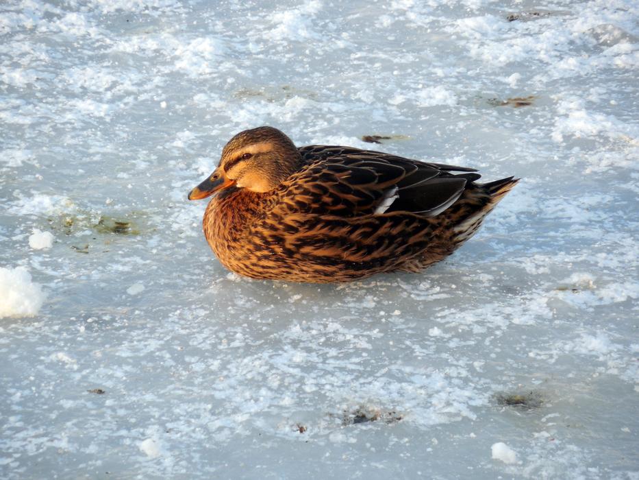 Duck Ice Winter