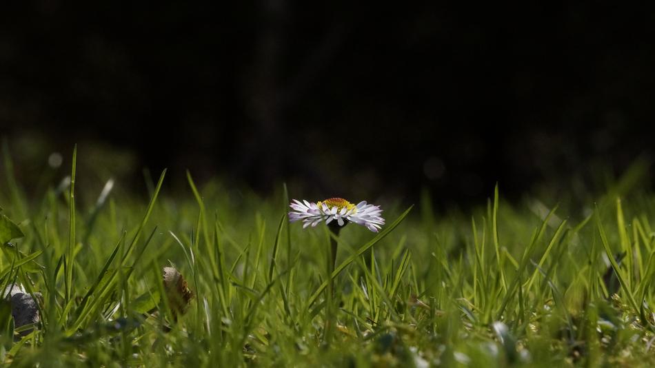 Daisy Grass Summer
