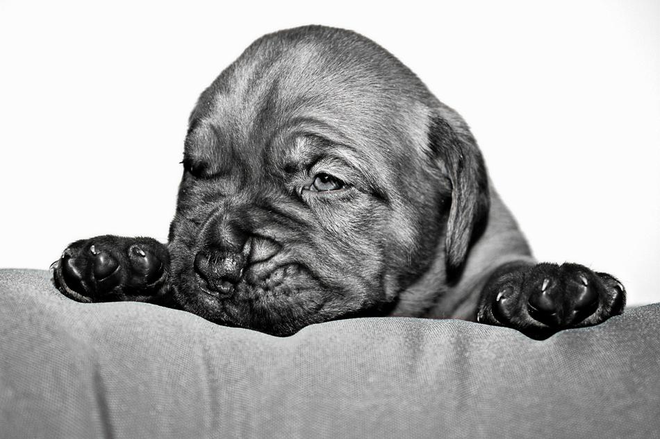 Dog Baby Small