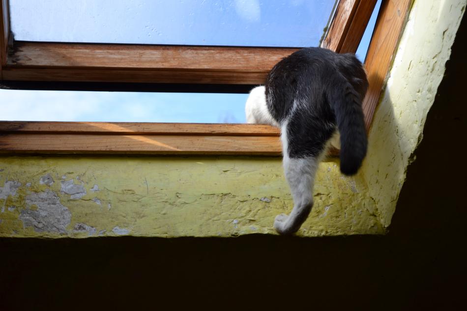 cat Climbs Through The Window