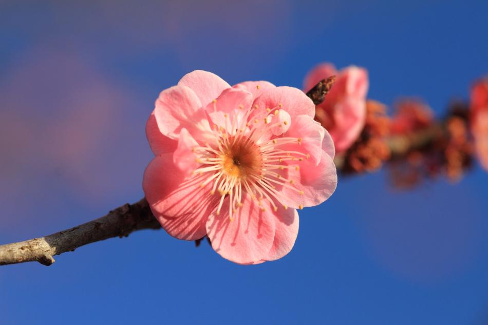 Plum Flowers Pink Red