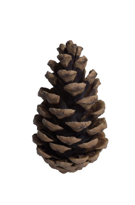 cone pine pine cone tree