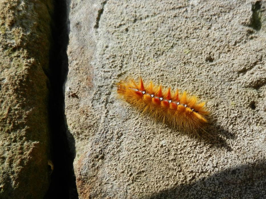 fuzzy caterpillar on a rock