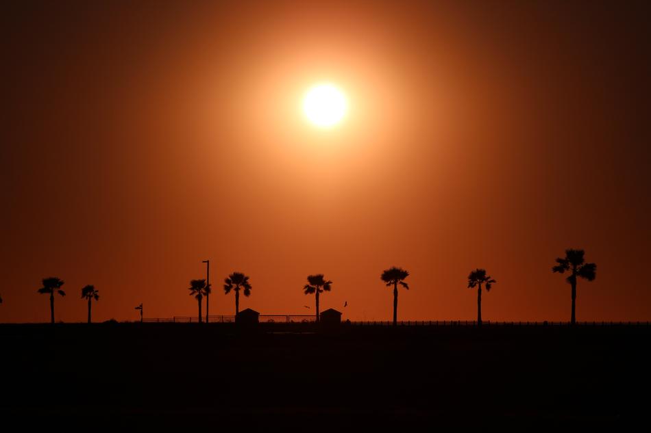 palm trees under the orange sun