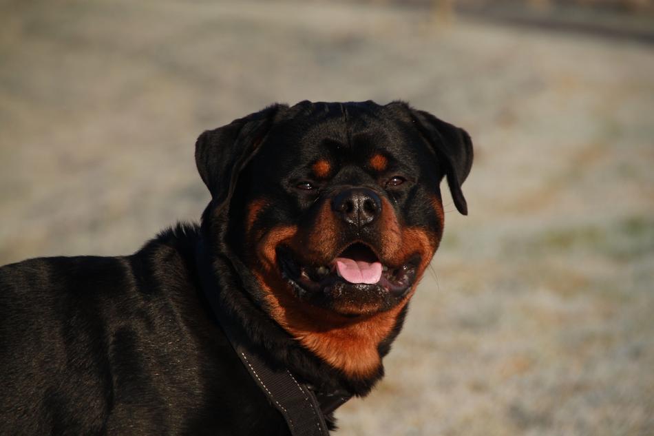 charmingly cute Rottweiler
