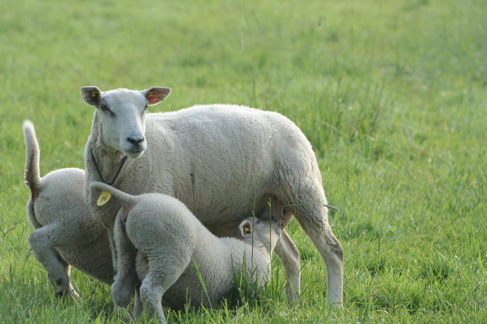 pasture Lambs