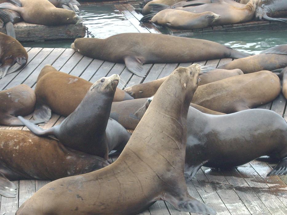 seals herd nicely