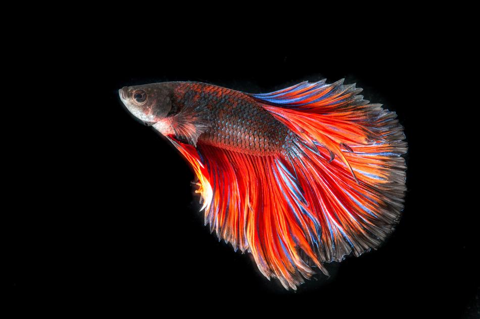 Fighting Fish Three Color