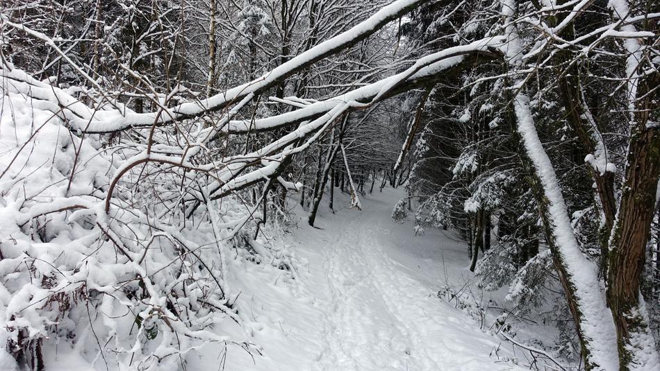 snowy beautiful forest panorama