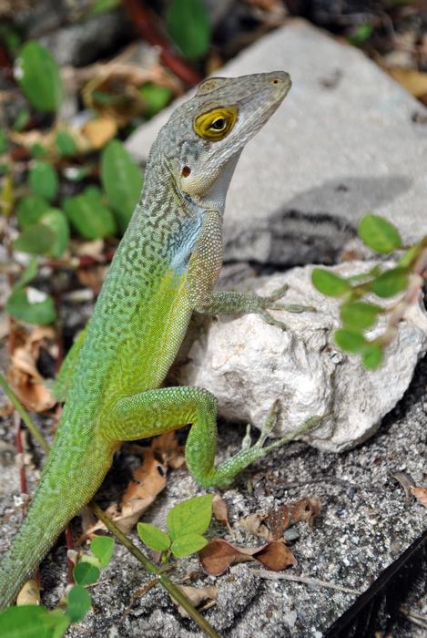 Lizard Salamander Green