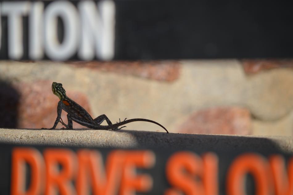 Gecko Lizard looking up