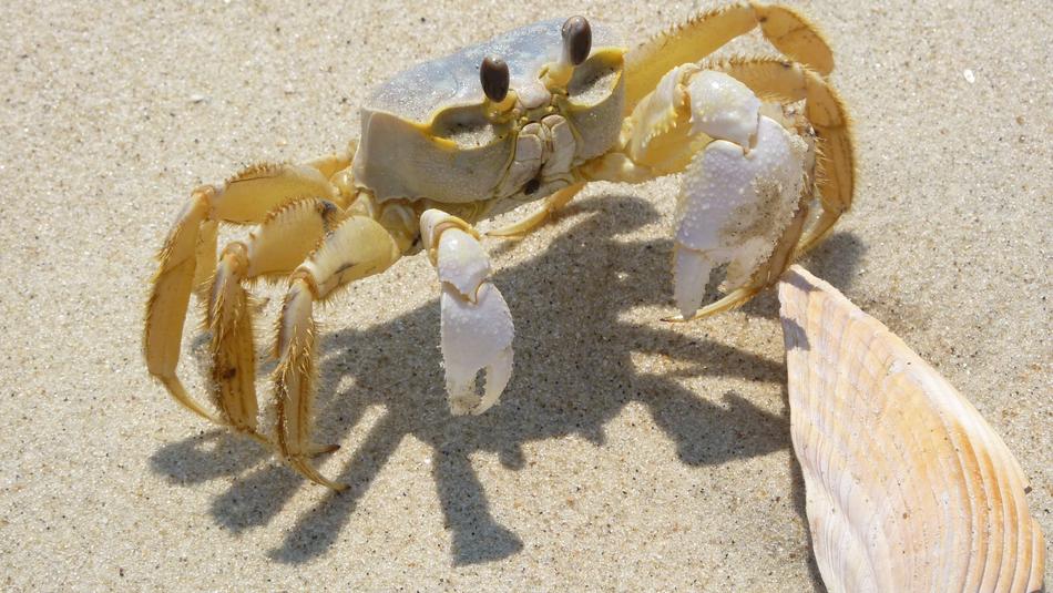 Blue Crab Shell
