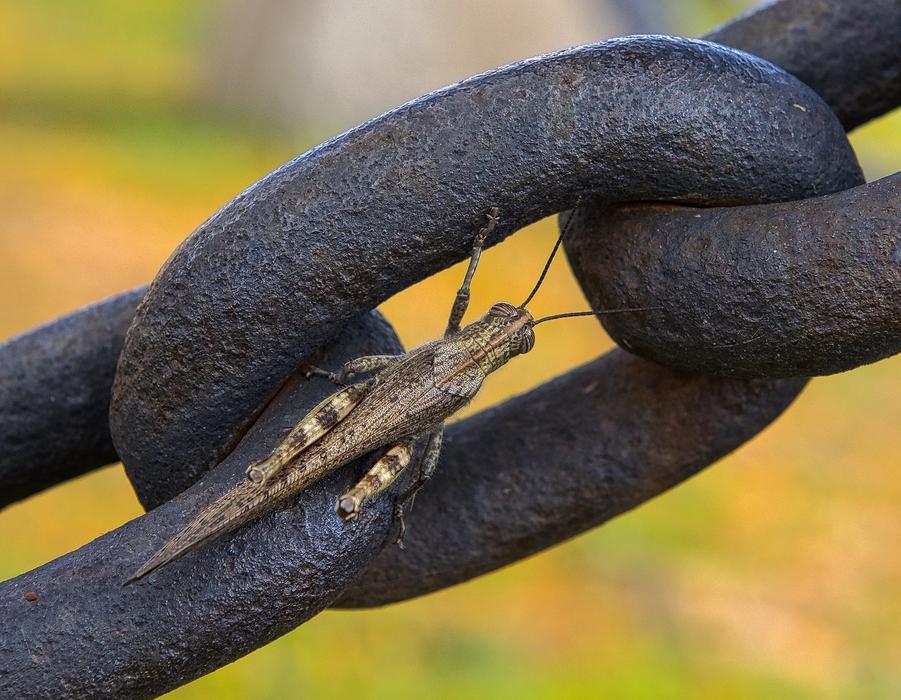 Grasshopper Insect on big chine