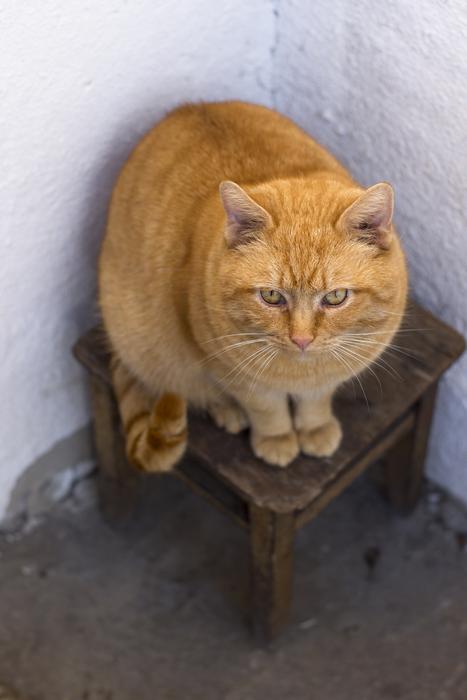 a beautiful cat on a stool