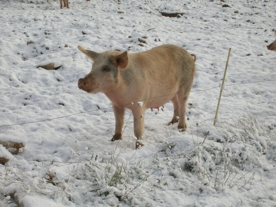 piggy in the cold snow
