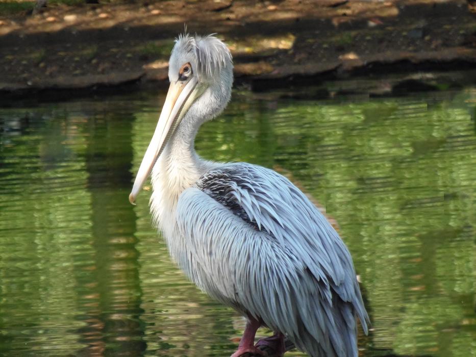 Beautiful, cute and colorful pelican, near the water, with ripple, in light