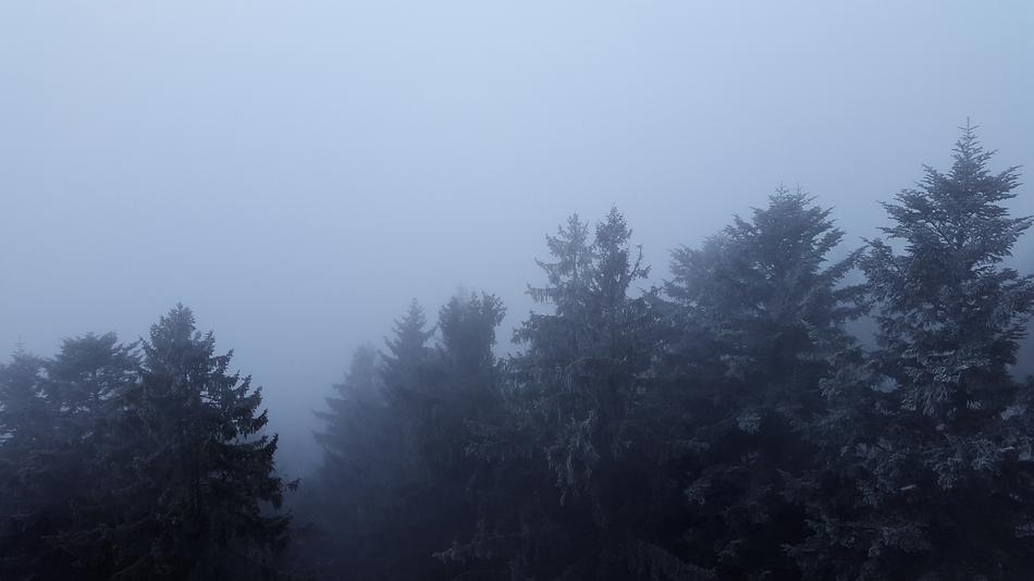 Fog Canopy