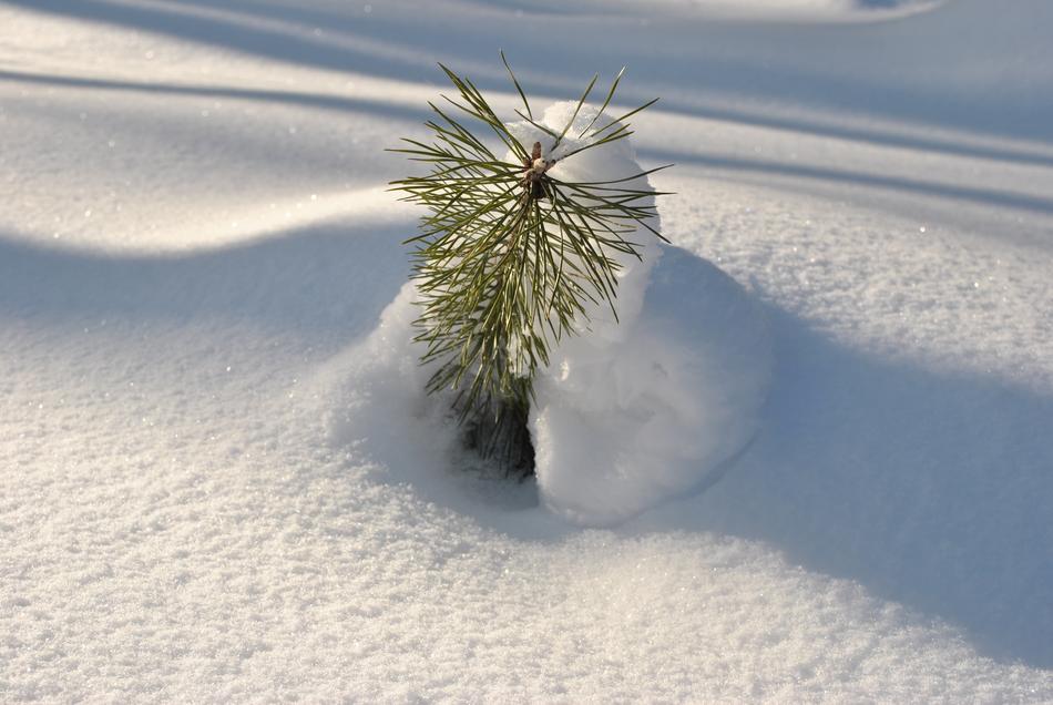 Snow Sun Young Spruce