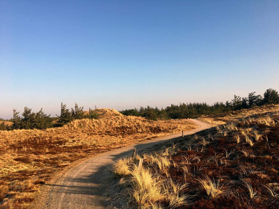 dry grass road
