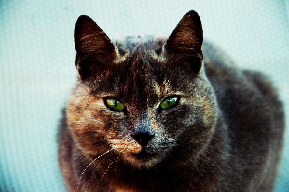 Kitten Green Eye