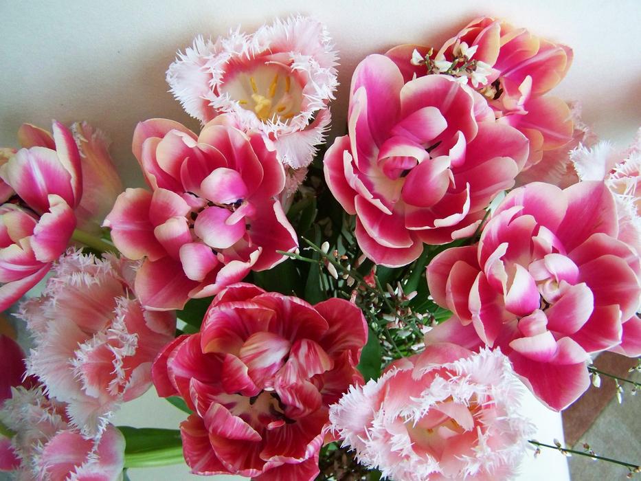 Tulip Bouquet Pink Tulips Cut