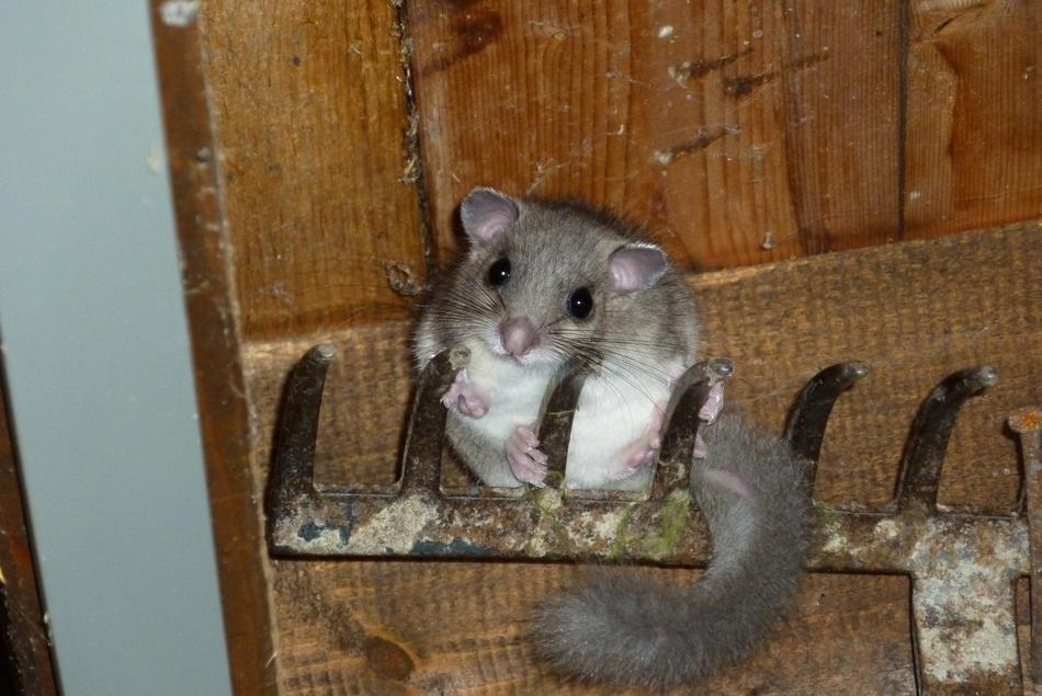 Edible Dormouse Garden