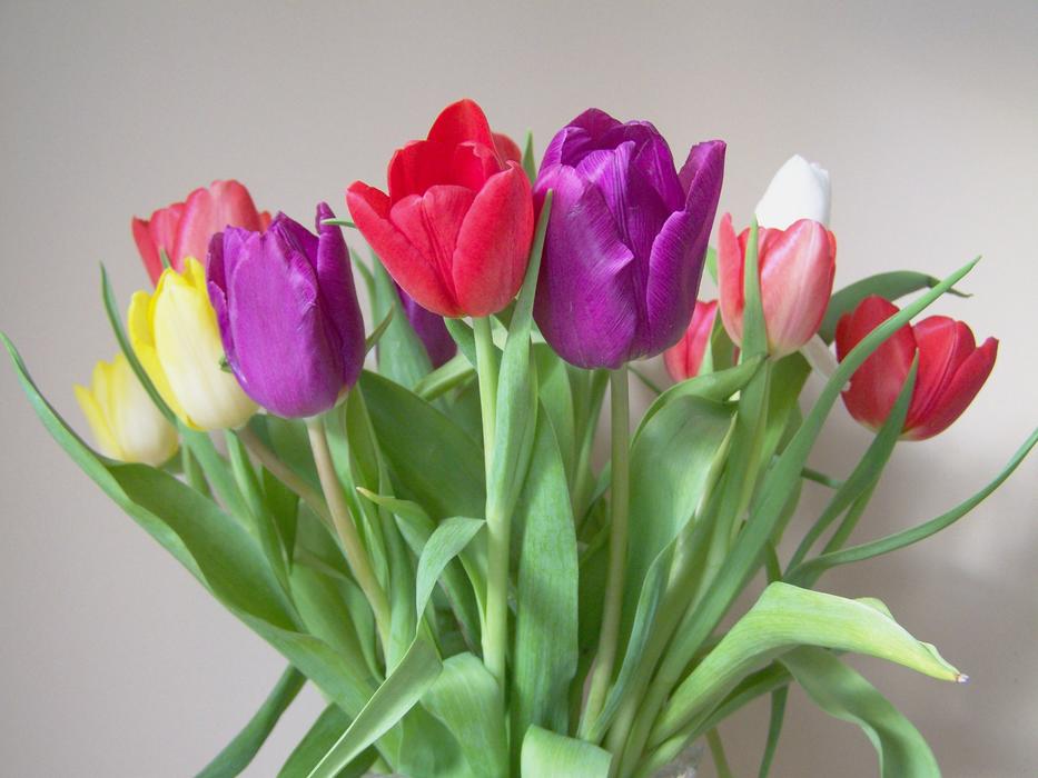 Tulip Bouquet Colorful Tulips Cut