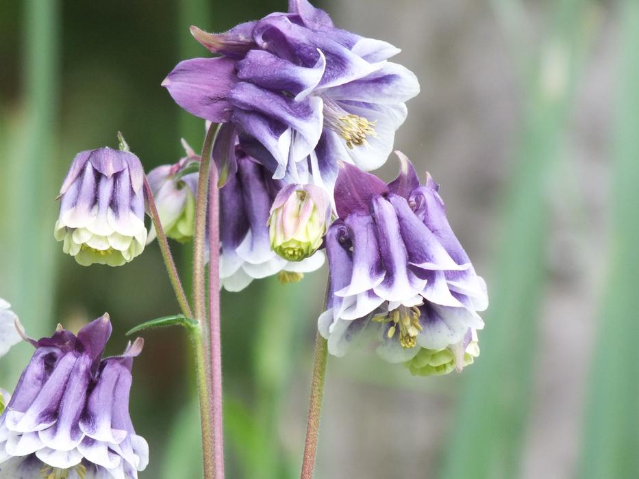 purple bells on the stem