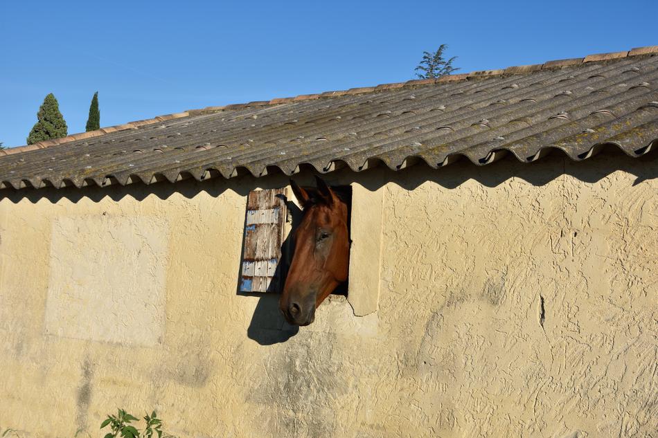 Balm Of Venice Horse