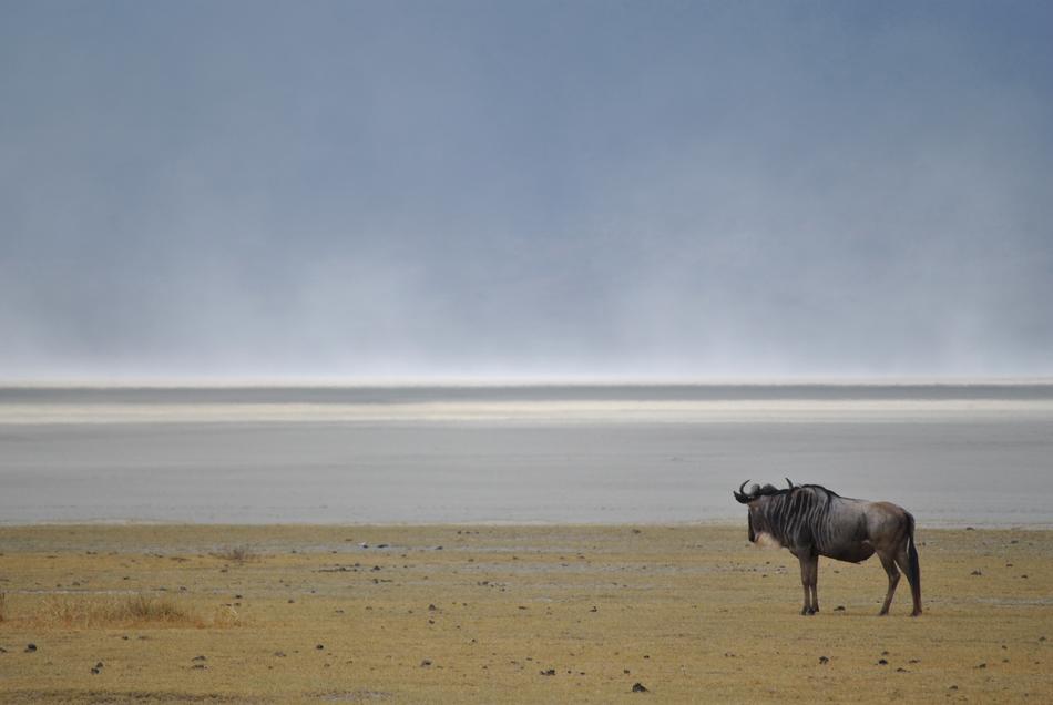 Wildebeest Gnu Wild Animal