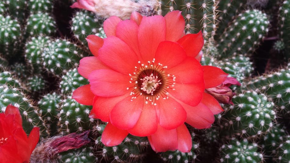 Cactus Bloom Flower