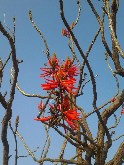 Erythrina Coral