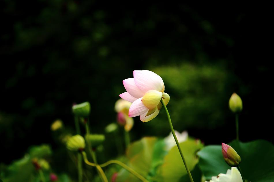 Lotus Daechung Village