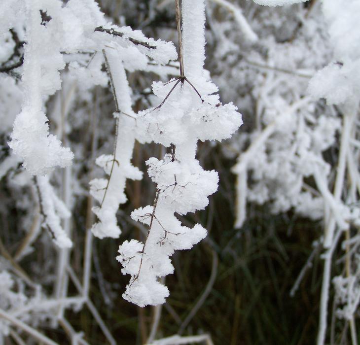 Winter Vegetation nature macro