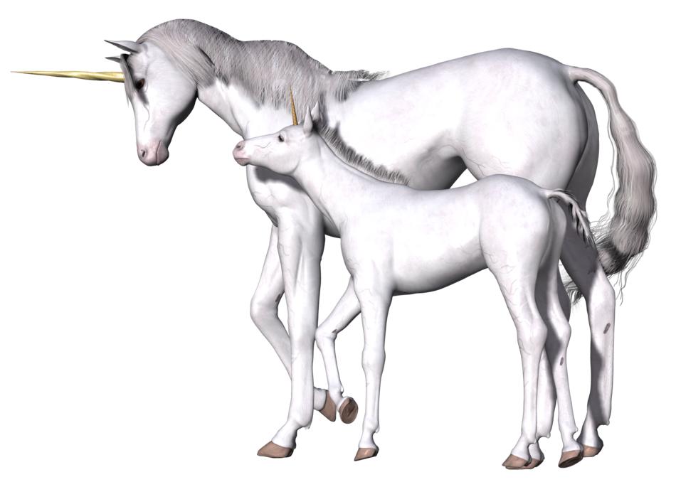 unicorn fantasy fairy tale white