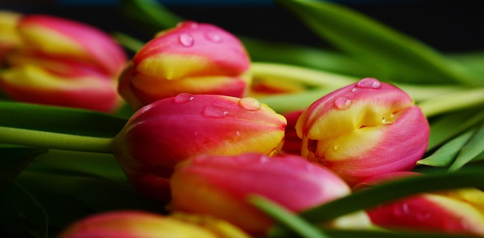 Tulips Spring Flowers