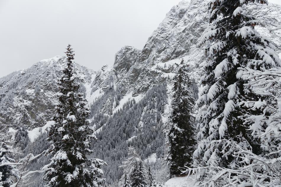 Winter Snow Forest