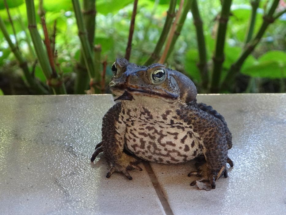 Frog Stains Eye