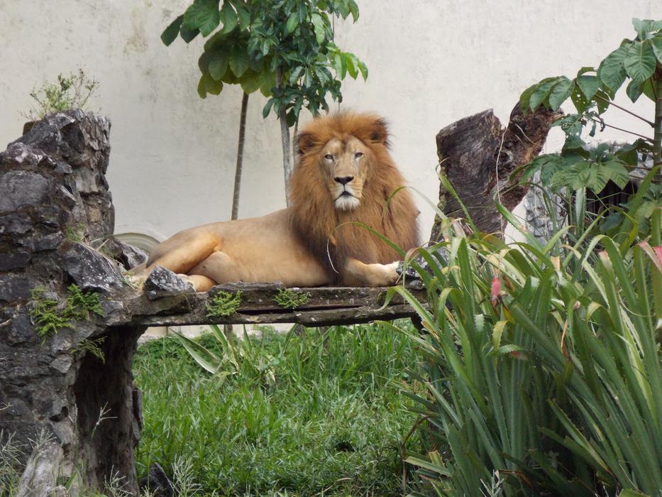 Zoo Lion