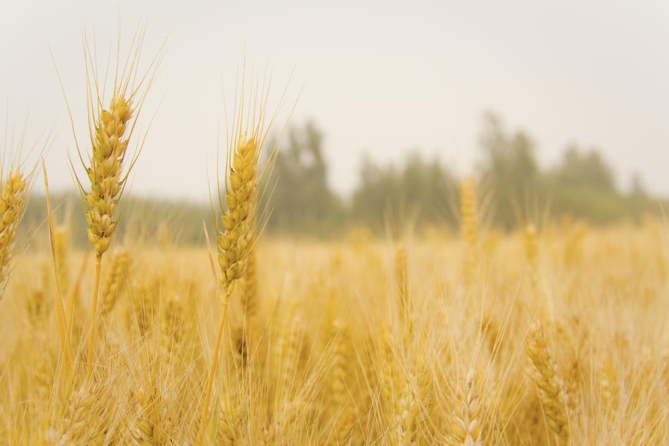 Wheat In Field