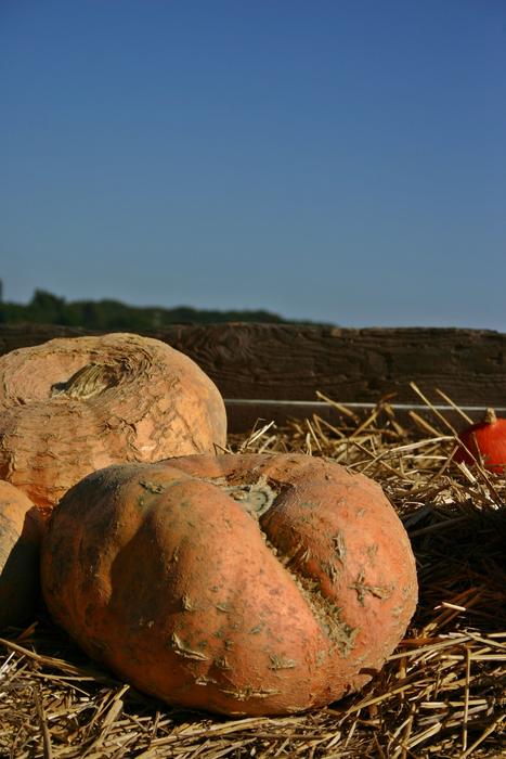 ripe pumpkins in the field
