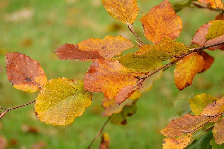 Autumn Leaves Beech Fagus Colorful