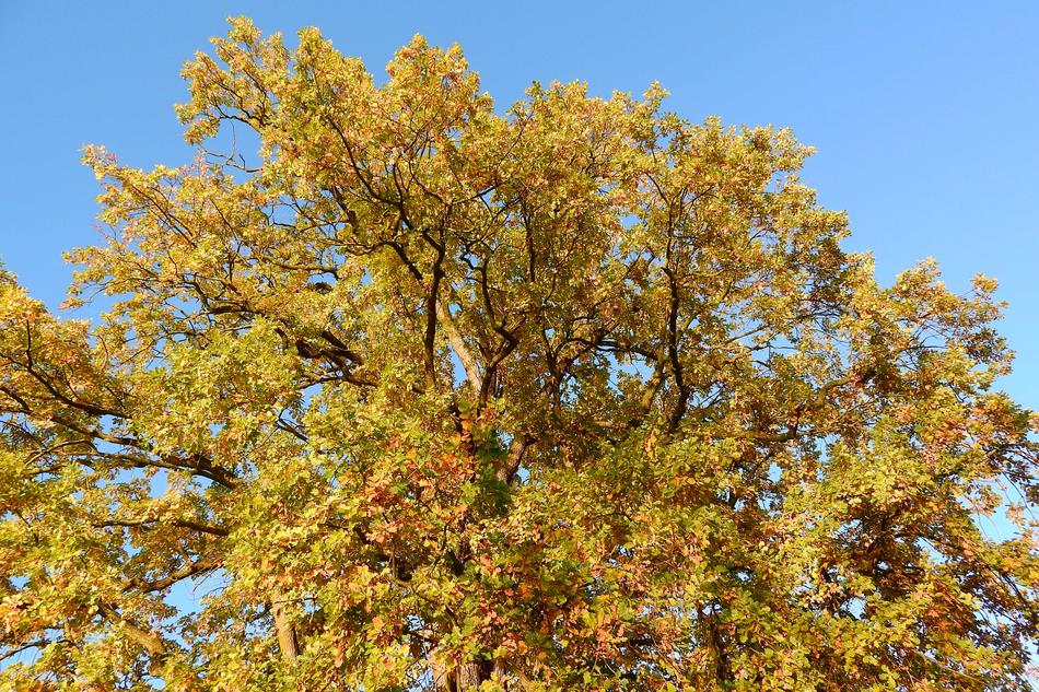The Crown Of Tree Autumn