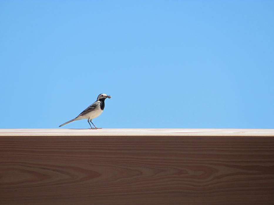 bird on top of the roof against the blue sky