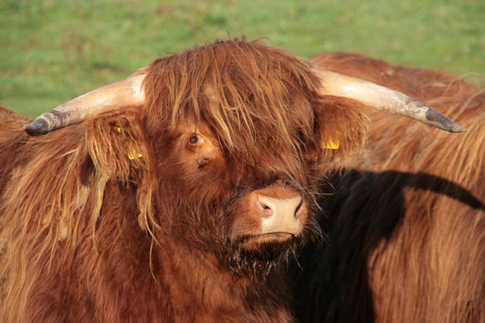 Beef Horns Highland