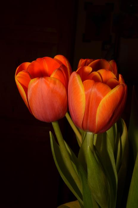 poppy flowers in the night