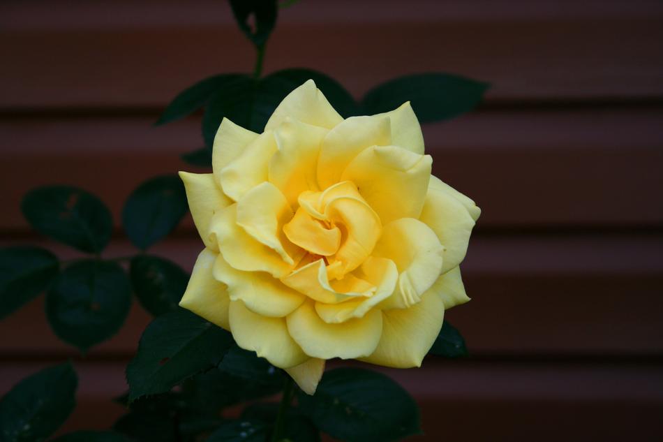 Rose Flowers Tender March